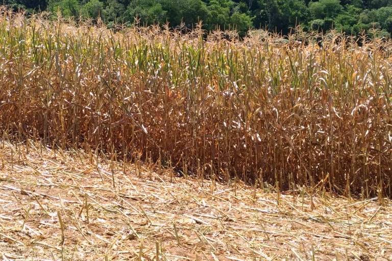 Plantação danificada pela seca em Iporã do Oeste (SC)