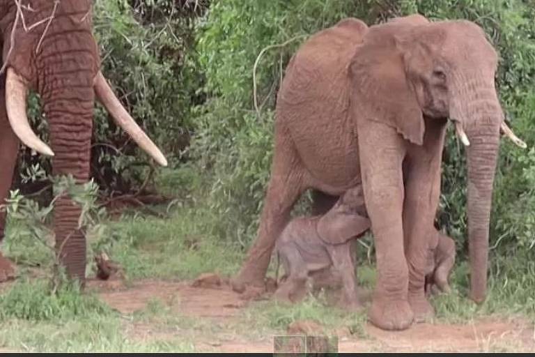Só 1% dos nascimentos de elefantes são de gêmeos.