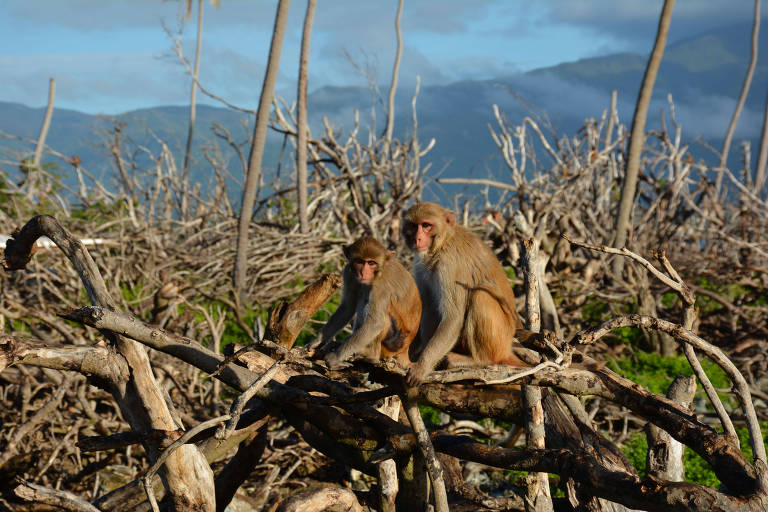 Macacos ficam mais amigáveis depois de passagem de furacão no Caribe