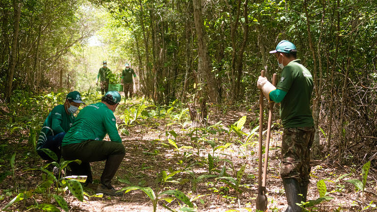 Cinco mil mudas são plantadas em área que sofria degradação ambiental no Nordeste