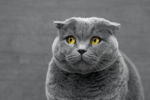 Gato cinza da raça Scottish Fold 