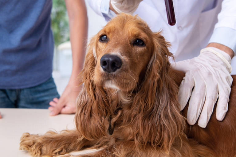 Doenças respiratórias são mais comuns em pets no outono; veja algumas