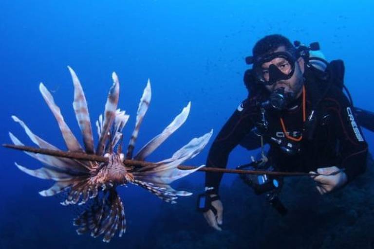 Fernando de Noronha: invasor, peixe-leão vira alvo de buscas por cientistas, mergulhadores e até turistas