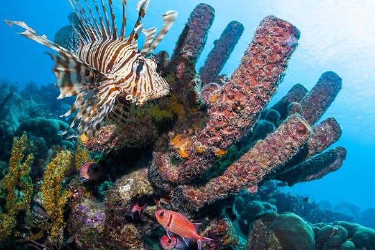 Peixe-leão chega a Jericoacoara (CE) e ameaça litoral do Nordeste