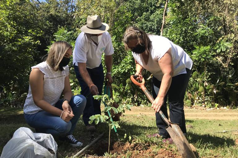 três pessoas estão em campo com árvores; uma delas está com pá na mão, outro segura muda de árvore e outra observa; está sol