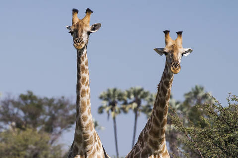 DELTA DO OKAVONGO, BOTSUANA, 16.03.2015: NATUREZA-ANIMAIS - Machos de girafas na reserva Chitabe, uma área de cerca de 28 mil hectares no Delta do Okavongo no Botsuana. (Foto: Eduardo Knapp/Folhapress)