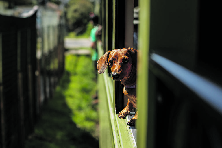 Cão salsicha viaja em vagão especial do trem Serra Verde Express, em Curitiba