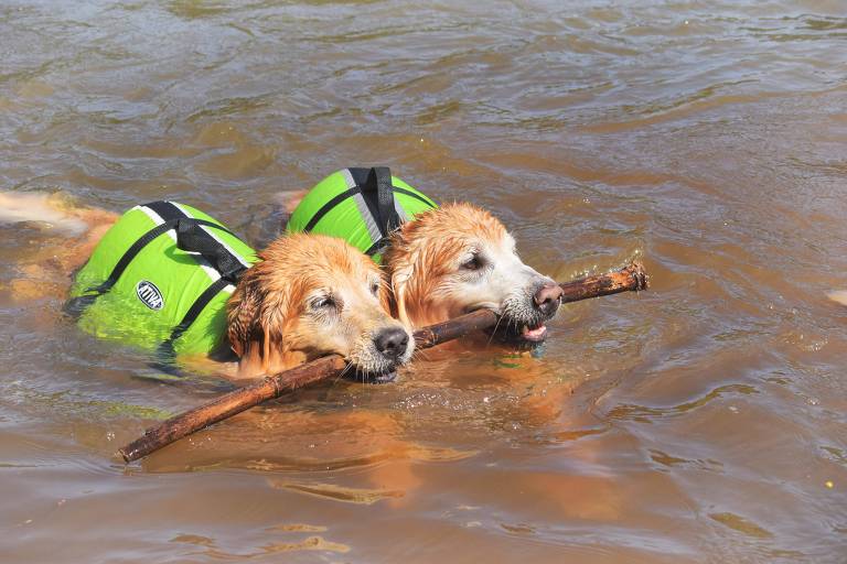 Animais aproveitam viagens pet friendly ao lado dos tutores