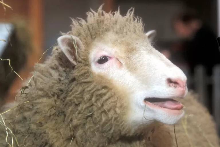 Foto destaca focinho de uma ovelha marrom