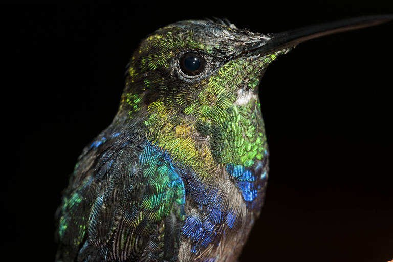 Floresta tropical tem declínio de mais de 70% de populações de aves em 40 anos