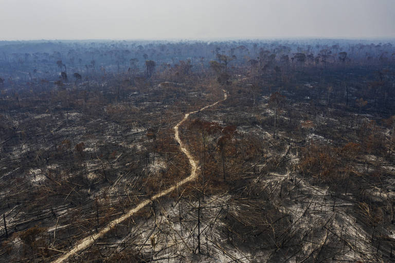 Área desmatada na Amazônia em 1 ano é maior que a Grande SP