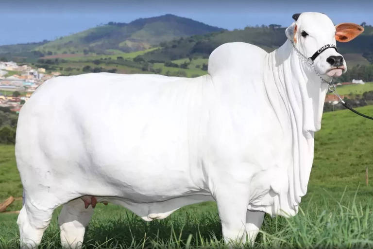 Vaca Viatina-19 FIV Mara Móveis, cujo valor de mercado é de R$ 20,9 milhões