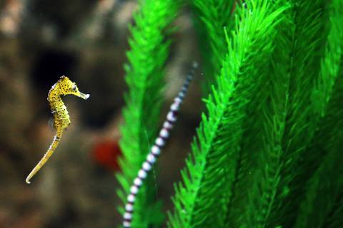A seahorse swims in a tank of the aquarium at The Scientific Center Kuwait (TSCK) in Kuwait City on July 8, 2021. - TSCK comlpex spans over 80,000 square meters, and housing one of the largest aquaria in the Middle East, with the capacity of one of its tanks at 1.5 million litres and holding over 100 different species of animals. (Photo by YASSER AL-ZAYYAT / AFP)