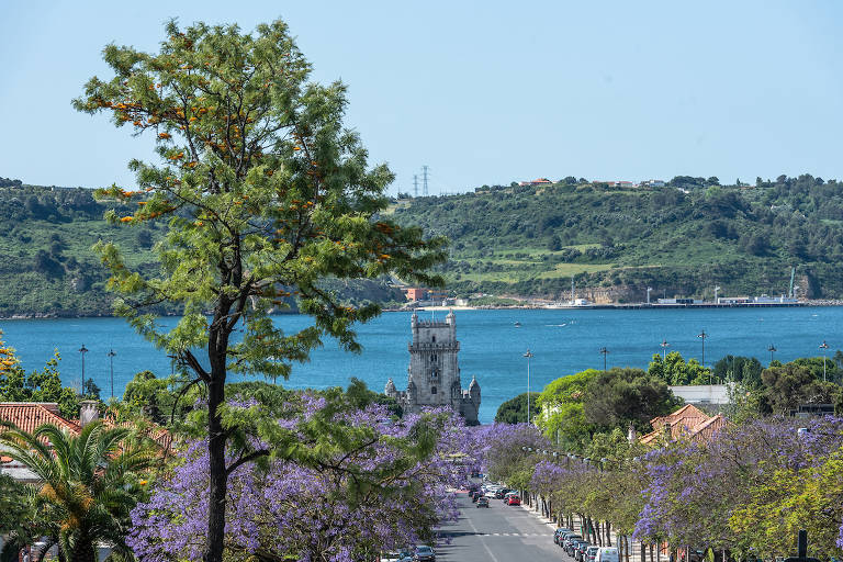 Jacarandás de Lisboa vieram do Brasil