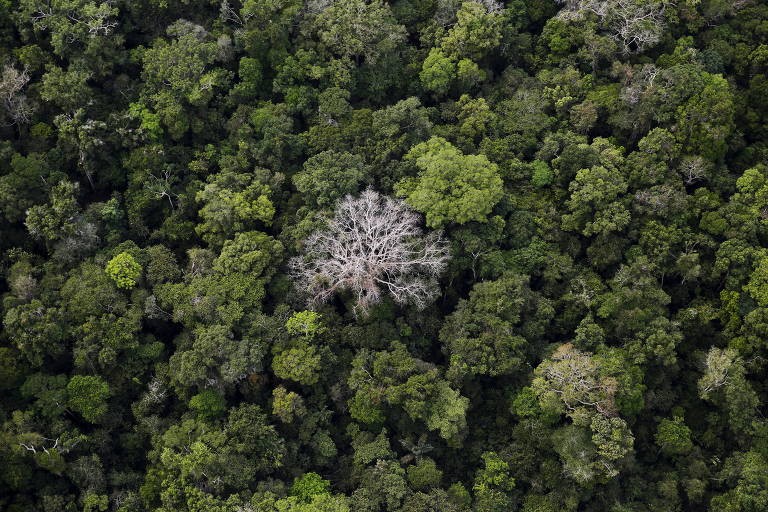 Mapas desenvolvidos com inteligência artificial confirmam baixos níveis de fósforo no solo da amazônia