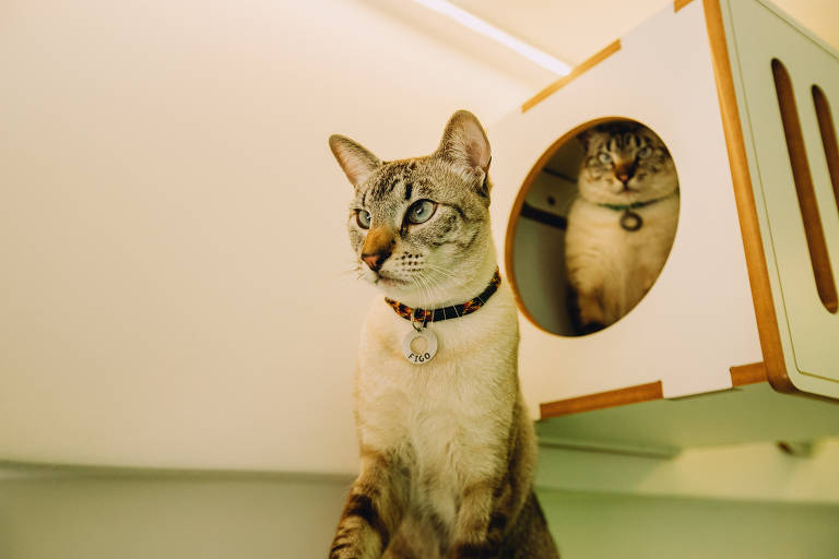 Gatos para adoção no Gatcha, cat café na Galeria Metrópole