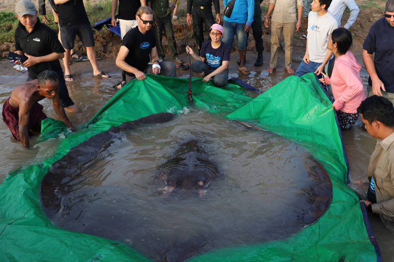 Sete pessoas cercam a arraia gigante capturada no rio Mekong, no Camboja, pesando 300 kg e medindo 3,96 metros