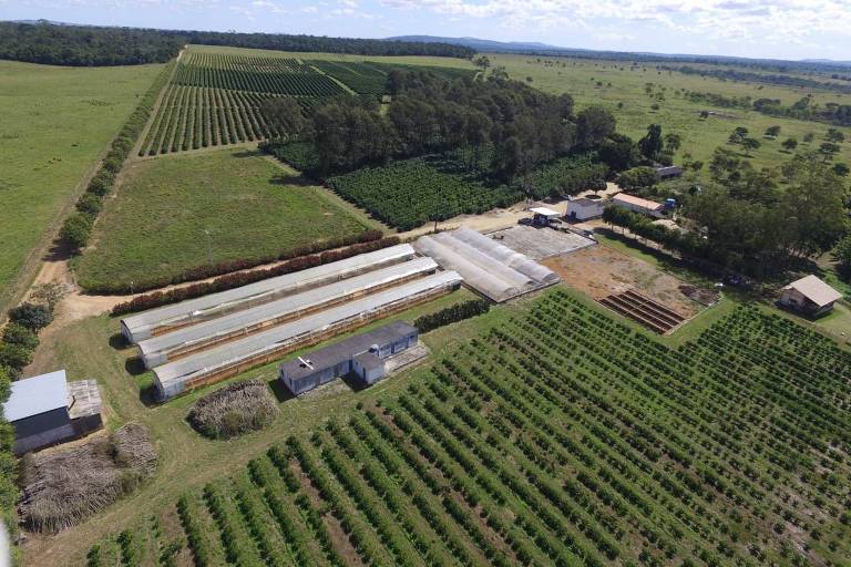 vista aérea de fazenda de café, com grandes corredores de estufas de plástico no meio