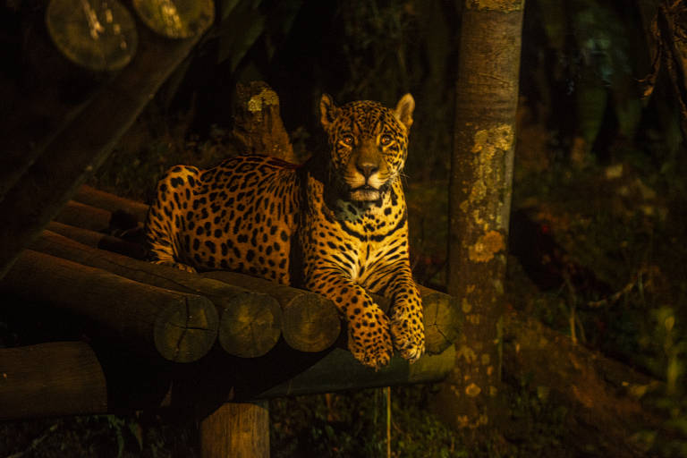 Onça do Zoológico de São Paulo, que pode ser observada durante o passeio Noite Animal