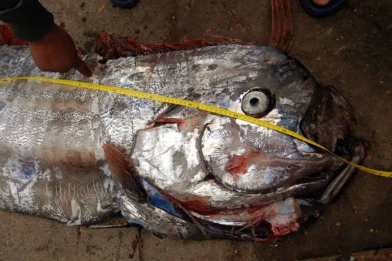 Peixe estranho associado a lenda de atrair tsunami é capturado no Chile