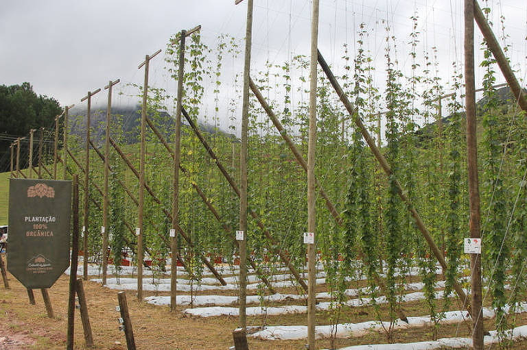 Black Princess lança nova edição da Braza Hops, com lúpulo brasileiro