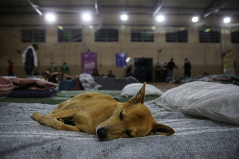 Canoas atrai moradores de rua para abrigos aceitando também seus animais de estimação