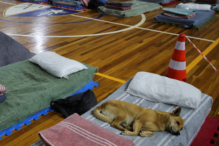 Cidade no RS monta abrigo para receber moradores de rua e seus cães nas noites frias