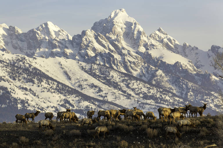 Rebanho de alces com a cadeia de montanhas Teton ao fundo