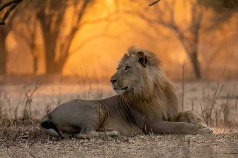 Zimbábue transporta 2.500 animais selvagens para salvá-los de seca extrema