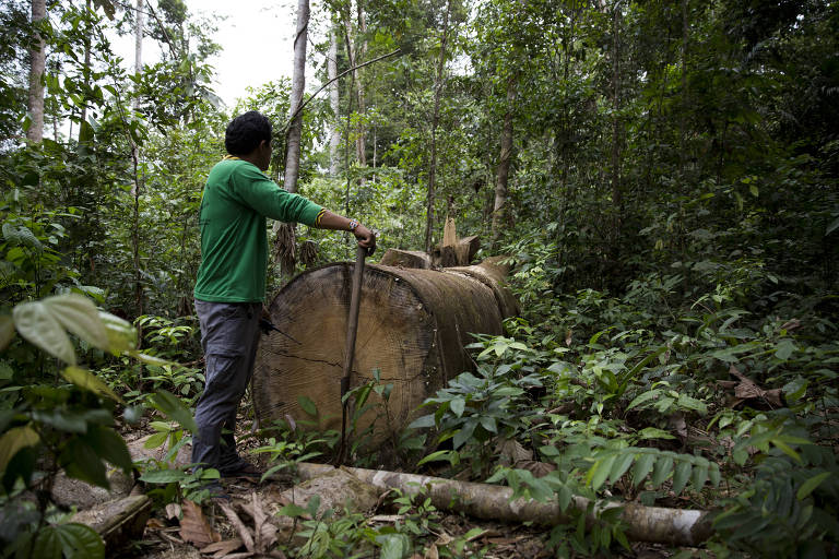 Indígena ao lado de um tronco grande de madeira cortado na floresta