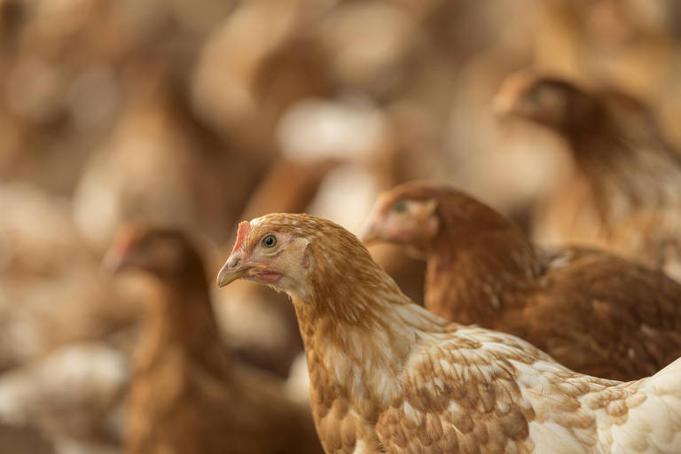 Produção de ovos bate recorde com carne cara no Brasil