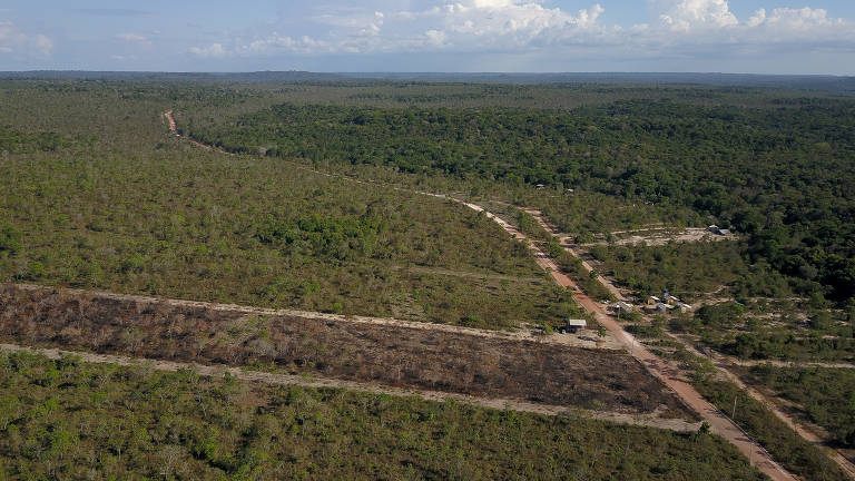 Vista aérea de área desmatada, com vegetação rasteira, ao lado do limite com a floresta, com árvores altas