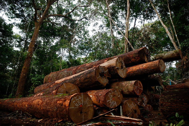 Natura vai cobrar pergunta sobre Amazônia em intervalo do debate da Globo