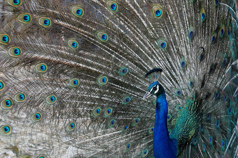 Um pavão com sua cauda aberta, mostrando pintas esverdeadas