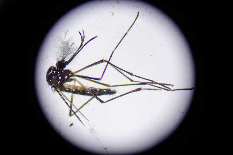Foto destaca um mosquito Aedes Aegypti; o mosquito é preto, com pontos brancos espalhados pelo corpo, e tem patas finas e alongadas