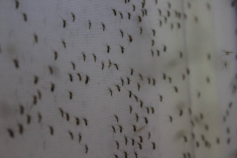 É possível prever epidemias de chikungunya por meio de vigilância, diz pesquisa