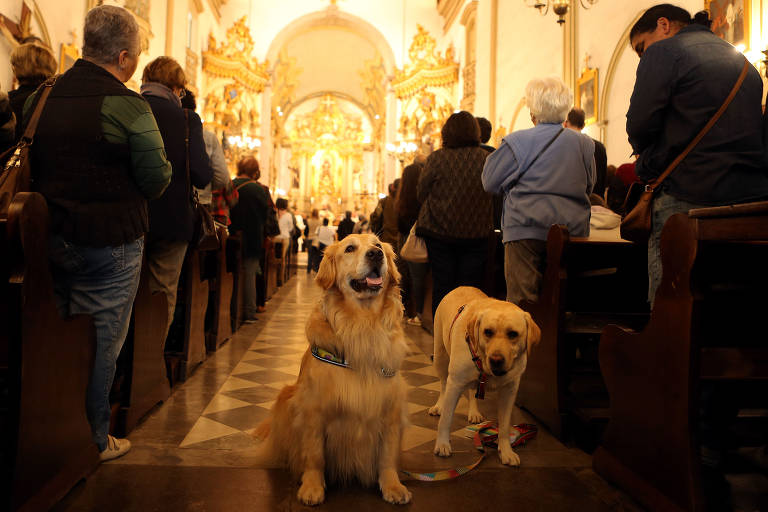 Igrejas preparam missas e bênçãos para receber pets no Dia de São Francisco