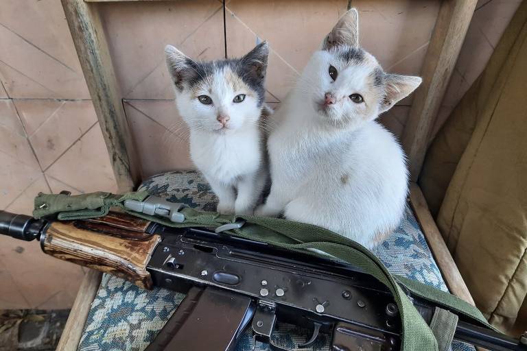 Exército ucraniano publica foto de soldados carregando cães e gatos 