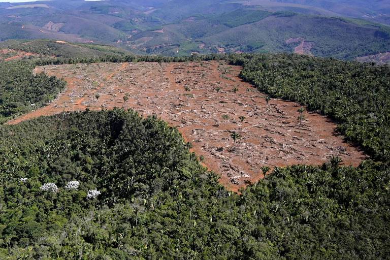 Novo pacto em defesa da mata atlântica