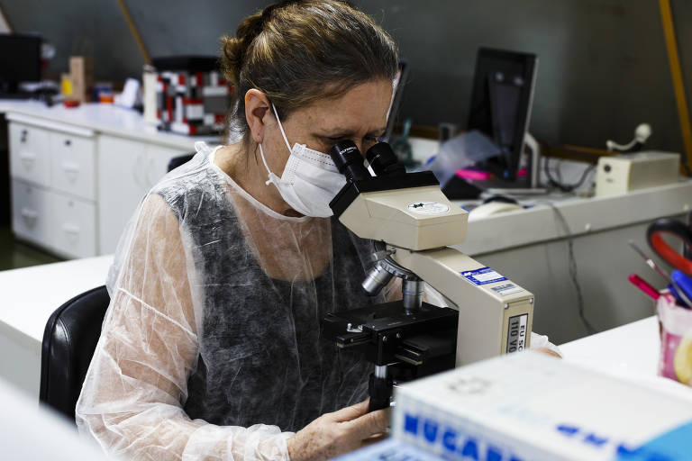 Bióloga olha amostra de sangue através de um microscópio