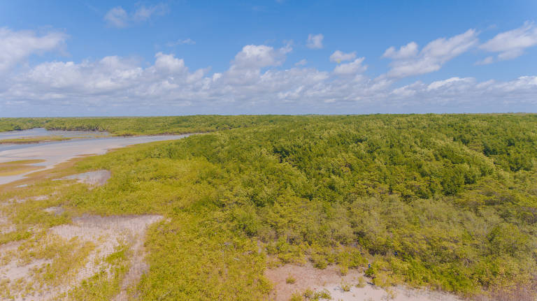 Projeto recupera mangues da Amazônia