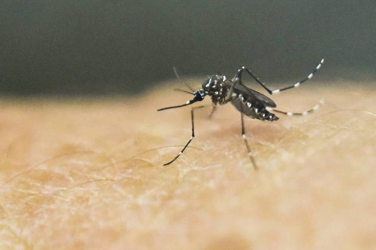 Internações por dengue ou Covid aumentam em 71% dos hospitais privados de SP, diz pesquisa
