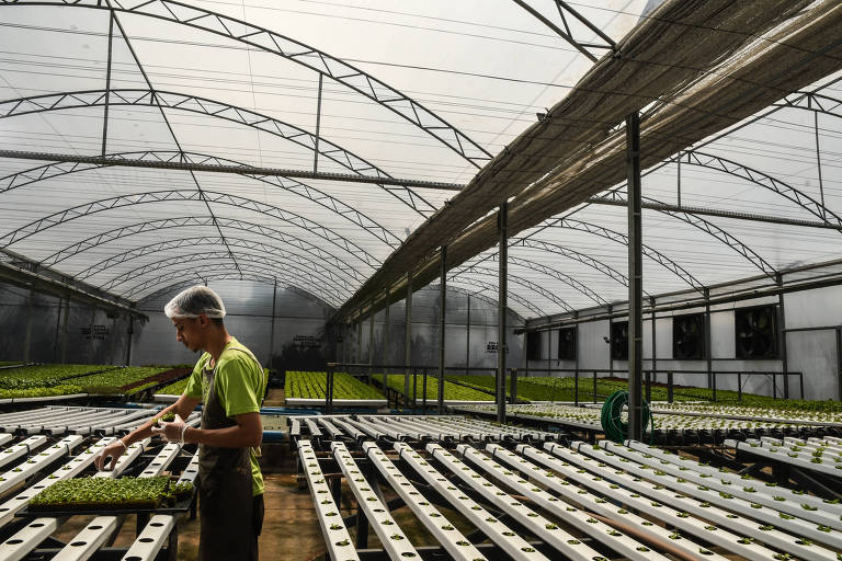 Fazenda urbana da Mercedes-Benz construída em parceria com a startup BeGreen com o objetivo de fornecer alimentos para o restaurante da empresa