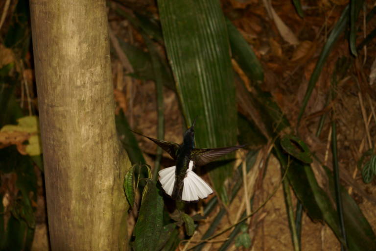 Beija-flor da mata atlântica canta em frequência ultrassônica