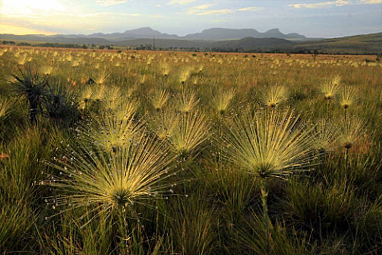 Estudo propõe critérios para ajudar a delimitar e conservar áreas úmidas do cerrado