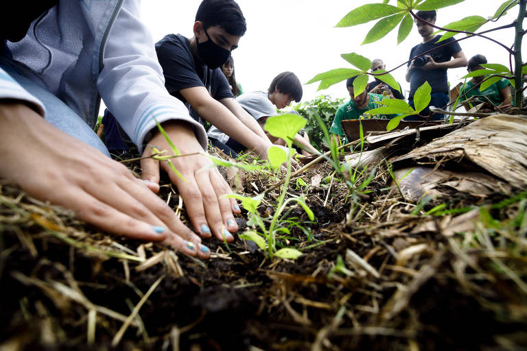 Crianças aprendem preservação ambiental com agrofloresta e mobilização na escola