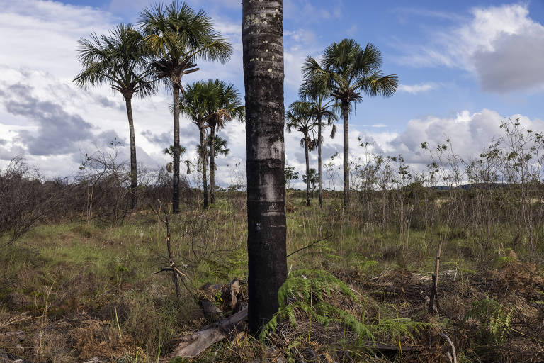 Cerrado merece mais atenção que Amazônia