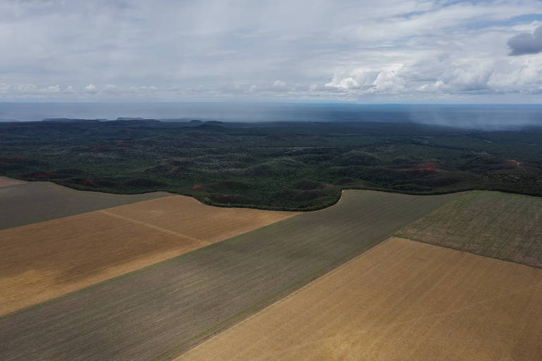 Vista aérea campos amarelados de plantação de soja ao lado de área verde com vegetação nativa preservada.