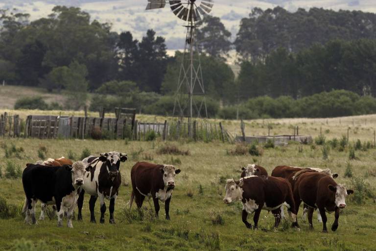 América do Sul eleva dependência da China na carne bovina