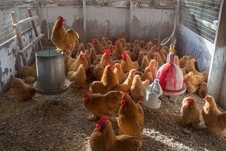 Falta de ovos transforma galinhas em pets nos EUA
